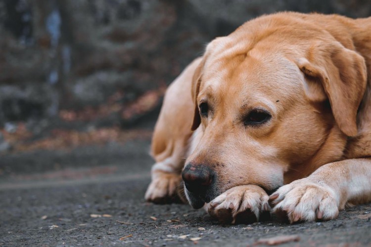 这6种狗狗经常被遗弃第一名还是国民宠物犬