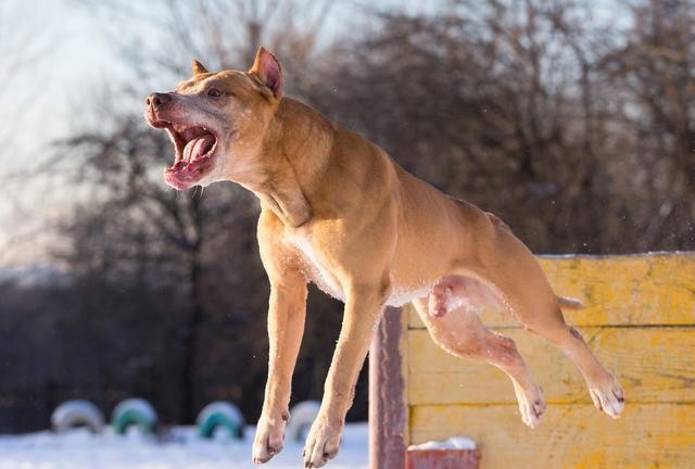 狗狗哪几个部位最脆弱遇到恶犬咬人打它这些地方最有效