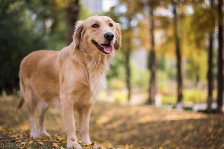 金毛犬吃什么狗粮最好