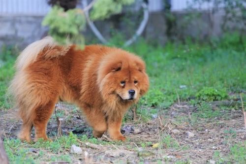 感恩又忠诚，养这些狗狗准没错！第一种曾是“皇家专用猎犬”