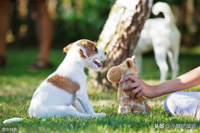 狗的玩具种类繁多，怎样选择适合狗的玩具呢？