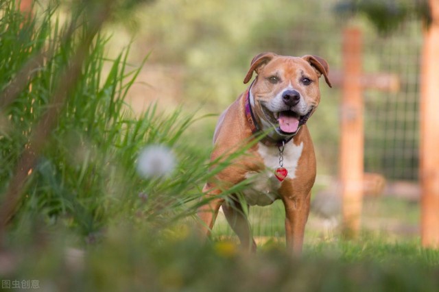 比特犬能勇斗藏獒，被号称世界第一战斗犬