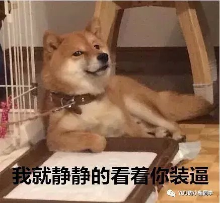 曝光一家骗子柴犬舍！！！