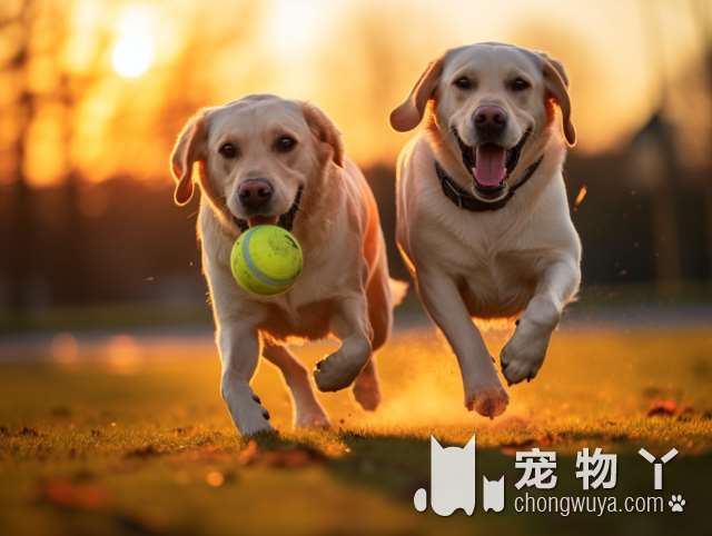 博美犬寿命考察